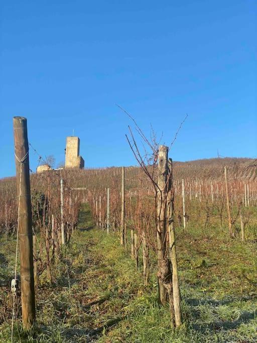 Le Cocon Du «Katzelberg» A 10Mn De Colmar Lägenhet Katzenthal Exteriör bild